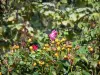 Chemins de la Rose park - Rose garden: roses and rosebushes fruits (rose hip), in Doué-la-Fontaine