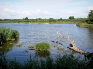 Chérine Nature Reserve - Ricot lake and reedbed (reeds); in La Brenne Regional Nature Park