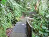 Chutes du Carbet - Parcours pédestre dans la forêt tropicale menant aux chutes d'eau