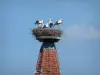 La cigogne d'Alsace - Cigognes: Nid avec des cigognes sur un clocher