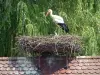 La cigogne d'Alsace - Cigognes: Cigogne et cigogneau dans un nid