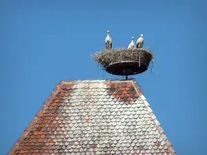 Cigüeñas - Las cigüeñas anidan en una torre