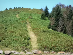 Cima de Portel - Camino bordeado de vegetación para la cumbre de Portel, en el Parque Natural Regional de los Pirineos de Ariège