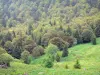 Circo del Falgoux - Parco Naturale Regionale dei Vulcani d'Alvernia: paesaggio forestale
