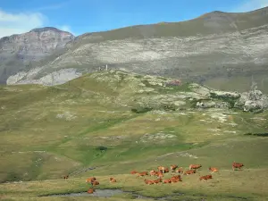 Circo di Troumouse - Mandria di mucche, pascolo, sentiero che conduce al punto di vista della statua della Madonna dei Monti e il circo di essere un muro (parete) nel Parco Nazionale dei Pirenei