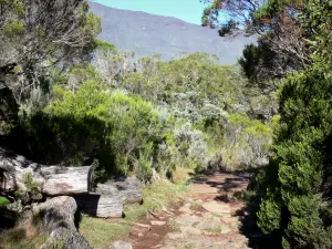 Cirque de Mafate - Trail over de vlakte Tamarins