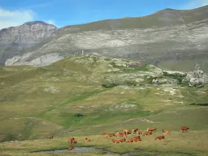 Cirque de Troumouse - Troupeau de vaches, pâturages, sentier menant au belvédère de la statue de la Vierge et montagnes du cirque formant une muraille (rempart) ; dans le Parc National des Pyrénées