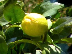 Citron de Menton - Citron et feuilles d'un citronnier