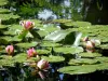 Claude Monet’s house and gardens - Monet's garden, in Giverny: water garden: water lilies in bloom (étang des nymphéas)