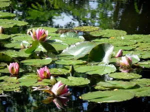 Claude Monet’s house and gardens - Monet's garden, in Giverny: water garden: water lilies in bloom (étang des nymphéas)