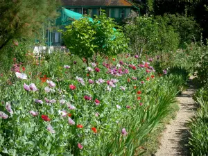 Claude Monet’s house and gardens - Monet's garden, in Giverny: Norman enclosure: flowerbed