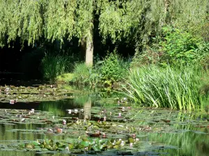 Claude Monet’s house and gardens - Monet's garden, in Giverny: water garden: pond dotted with water lilies (bassin aux nymphéas), reeds, vegetation and willow
