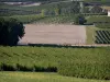 Cognac vineyards - Vineyards and trees