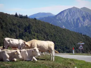 Col d'Aspin pass - At the pass, cows lying along the road, sign indicating to watch out for cows and Pyrenees mountains