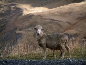 Col du Galibier - Route des Grandes Alpes : mouton au bord de la route du Galibier, herbes sauvages et pelouse alpine