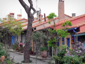Collioure - Mit Blumen geschmückte Häuser
