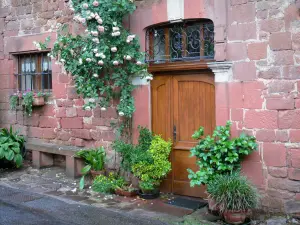 Collonges-la-Rouge - Facciata di una casa in pietra decorata con pietra arenaria rossa di una rosa rampicante in fiore