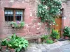 Collonges-la-Rouge - Rosier grimpant en fleurs ornant la façade d'une maison en pierre de grès rouge