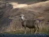 Les cols de la route des Grandes Alpes - Col du Galibier: Route des Grandes Alpes : mouton au bord de la route du Galibier, herbes sauvages et pelouse alpine