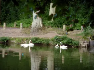 Commelles lakes - Branches of a tree, fishpond with swans (water birds), shore, trunks and vegetation