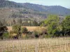 Corbières - Terreno di viti vigneti Corbières circondato da alberi e colline del Massif des Corbières