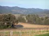 Corbières - Parcelles de vignes du vignoble des Corbières et collines verdoyantes