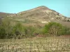 Corbières - Weinfeld gesäumt von Bäumen und Hügel des Bergmassivs der Corbières