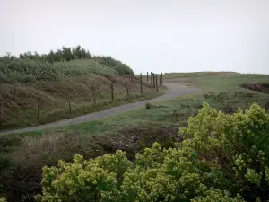 Corniche vendéenne - Sentier de la corniche bordé d'herbage et de végétation