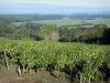 Cornisa angevina - La cornisa, con vistas al valle del Loira (viñedos de Anjou, árboles y campos)