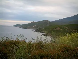 Corsican Cape - Wild flowers and hills of the coast dominating the sea