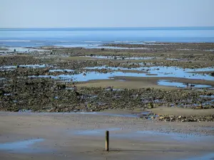Costa Florida - Villerville playa y las rocas durante la marea baja, las aves marinas y el mar (Canal Inglés)