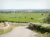 Côte de Beaune vineyards - Small road crossing the Pommard vineyard