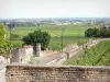 Côte de Beaune vineyards - Volnay vineyards