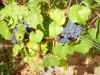 Côte de Beaune vineyards - Savigny-lès-Beaune vineyard: bunches of Pinot noir grapes