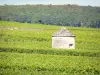 Côte de Beaune Weingegend - Cabotte-Runde mitten in den Weinbergen von Savigny-lès-Beaune