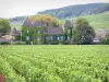 Côte de Beaune Weingegend - Schloss Commaraine und Weinberge von Pommard