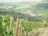 Côte de Beaune Weingegend - Panorama von einem Weinfeld mit Blick auf das Dorf Saint-Aubin