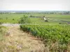 Côte de Beaune Weingegend - Weinberge des Weinbergs Pommard