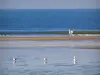 Côte Fleurie - Plage de Deauville (station balnéaire) à marée basse avec des oiseaux marins et des promeneurs, mer (la Manche)