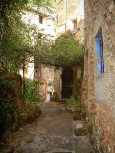 Cotignac - Creepers and houses of the village