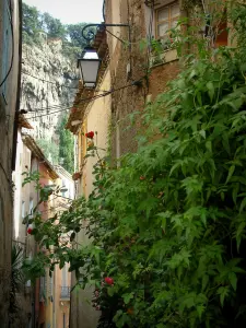 Cotignac - Creeper and rosebush (roses) in foreground, lamppost, houses of the village and the tuff cliff pierced by caves in background