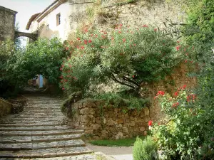 Cotignac - Paved stairway, stone low wall, rosebushes (roses), laurels with flowers and houses of the village