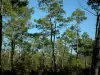 La Coubre forest - Pine trees