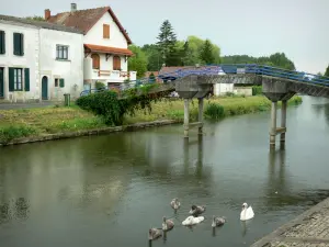 Coulon - Famille de cygnes sur la Sèvre niortaise, passerelle enjambant le fleuve côtier, et maisons ; dans le Marais poitevin (marais mouillé)