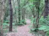 Courant d'Huchet - Reserva Natural Nacional Huchet: camino bordeado de árboles cerca del río