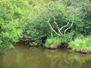 Courant d'Huchet - National Nature Reserve HUCHET: alberi lungo il fiume