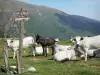 Couserans - Hiking sign showing the direction to the Col de Rose pass and to Pic de Girantes peak, donkeys and cows in a pasture, and Upper Couserans mountains; in the Ariège Pyrenees Regional Nature Park