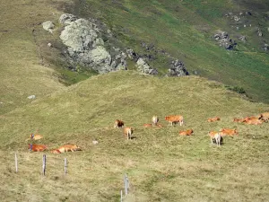 Couserans - Koe kudde in de zomer weide (alpenweide) in het Regionaal Natuurpark van de Ariège Pyreneeën