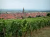 Dambach-la-Ville - Rebstöcke, Häuser und Kirche des befestigten Ortes, die Elsassebene im Hintergrund