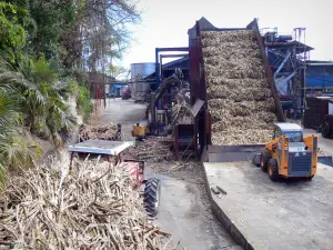 Damoiseau Rum distilleerderij - Aankomst van suikerriet